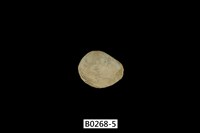 藏品(日本石咸蛤 )的圖片